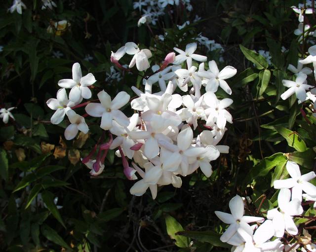 یاسمن سپید, Poet's Jasmine, Jessamine,common white jasmine
